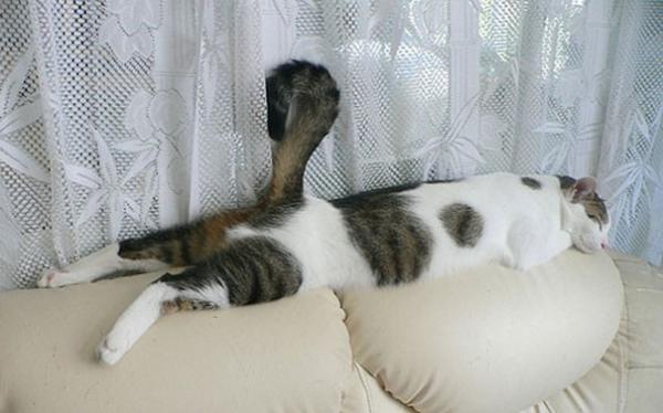 20 фотографий, доказывающих, что коты могут спать где угодно (ФОТО)