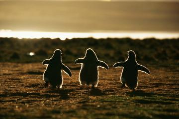 Пингвин – милейшее создание на Земле (ФОТО)
