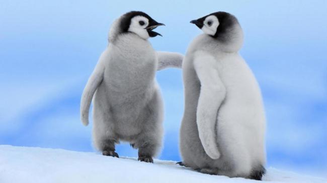 Пингвин – милейшее создание на Земле (ФОТО)