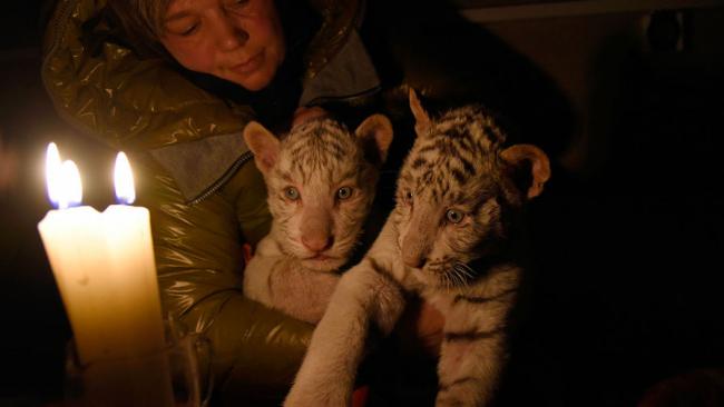 В крымском зоопарке от холода умер второй детеныш Тигрюли (ФОТО)
