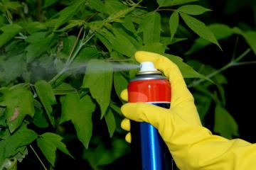 Пестициды более опасны для здоровья, чем сигареты