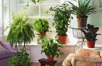 Влияние комнатных растений на здоровье человека