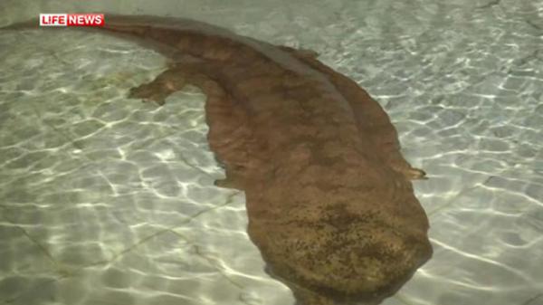 Китайский рыбак обнаружил гигантскую 200-летнюю саламандру (ФОТО)