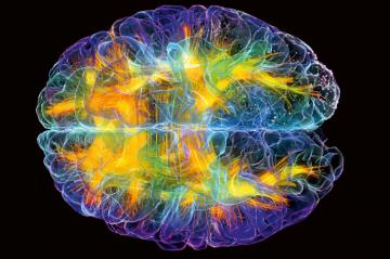 Интересные факты о мозге, которые смогут изменить вашу жизнь