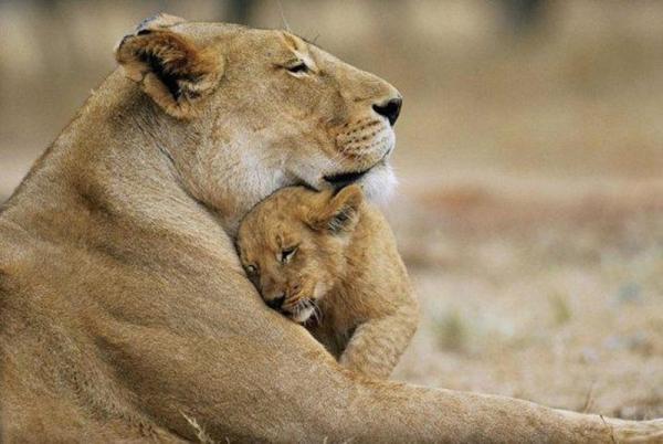 Как животные любят своих детей (ФОТО)