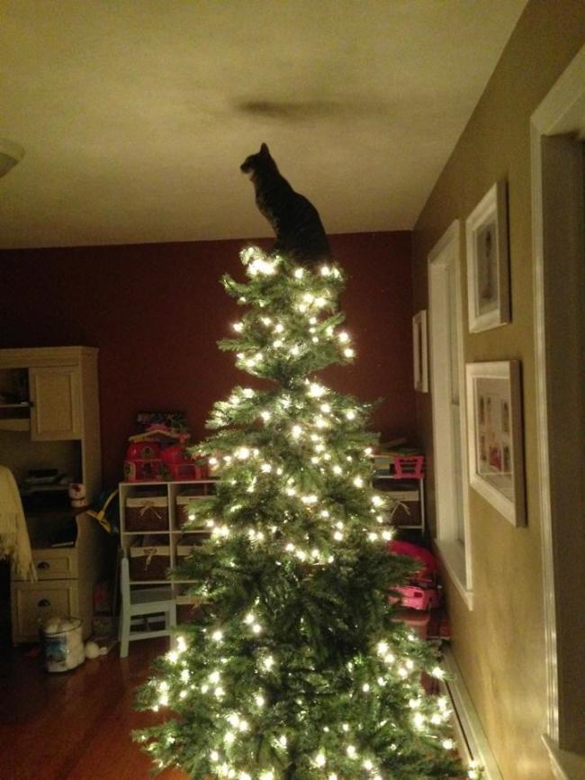 15 кошек, которые любят нарядить новогоднюю елку (ФОТО)
