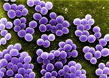Британские ученые создали бактериологический тест