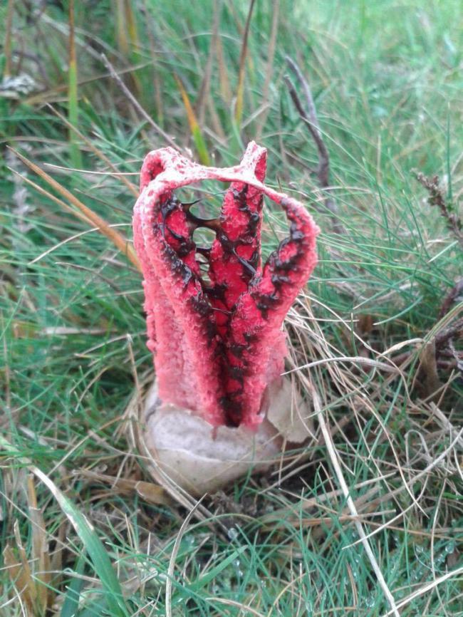 Пальцы дьявола – самый жуткий гриб в мире (ФОТО)