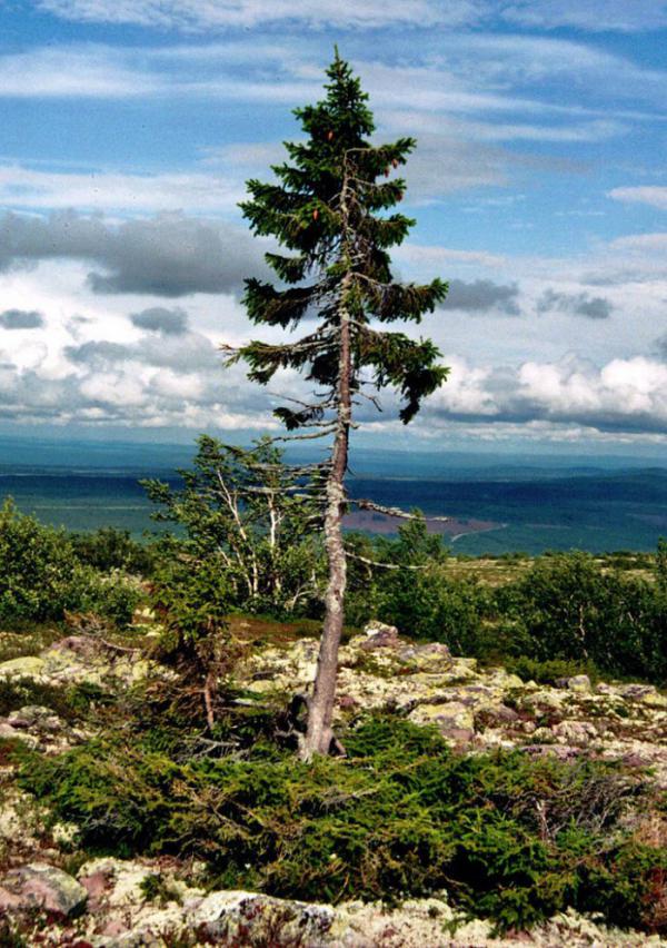В Швеции нашли самое древнее дерево на планете (ФОТО)