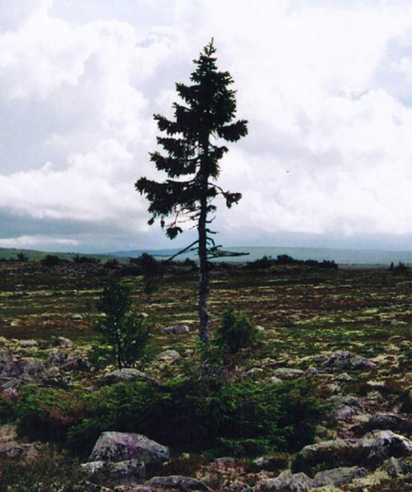 В Швеции нашли самое древнее дерево на планете (ФОТО)
