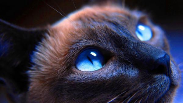 В мире животных: любителям котов посвящается (ФОТО)