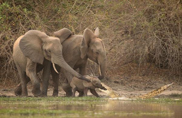 Слоны своих не бросают. Героическое спасение от крокодила (ФОТО)