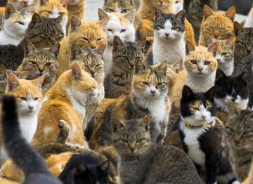 Американка приютила в своем доме 1100 кошек