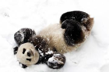 Знаменитая панда Тянь-Тянь купается в сугробе снега (ВИДЕО)