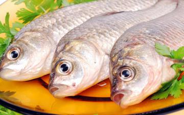 Рыба является переносчиком токсинов, вызывающих болезнь Альцгеймера