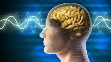 Человеческий мозг может хранить 1 петабайт данных - ученые