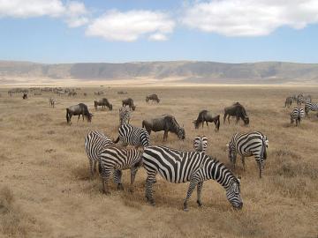 Зоологи рассказали об естественном камуфляже зебр (ФОТО)