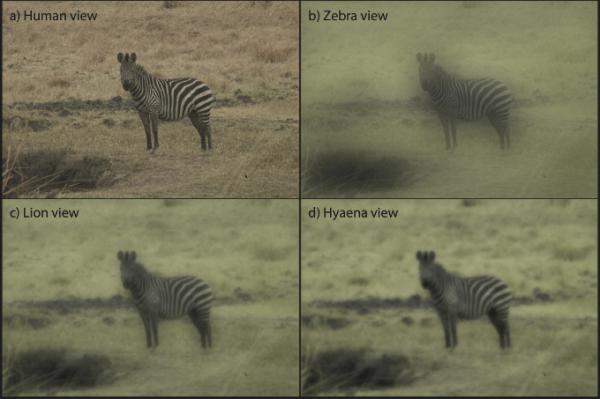 Зоологи рассказали об естественном камуфляже зебр (ФОТО)
