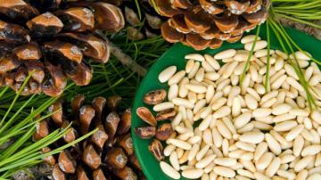 Диетологи рассказали о лечебных свойствах кедровых орешков