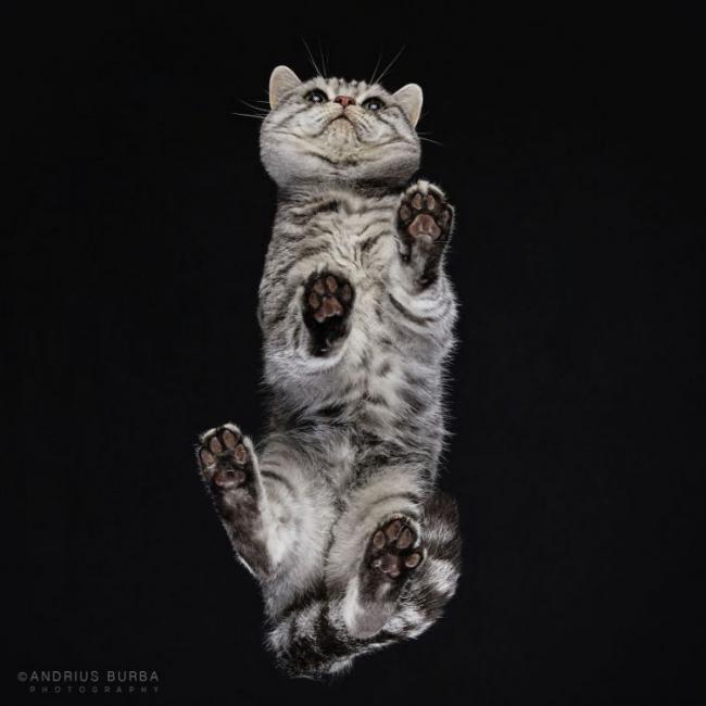 Под котами. Фотограф снимает животных в необычном ракурсе (ФОТО)