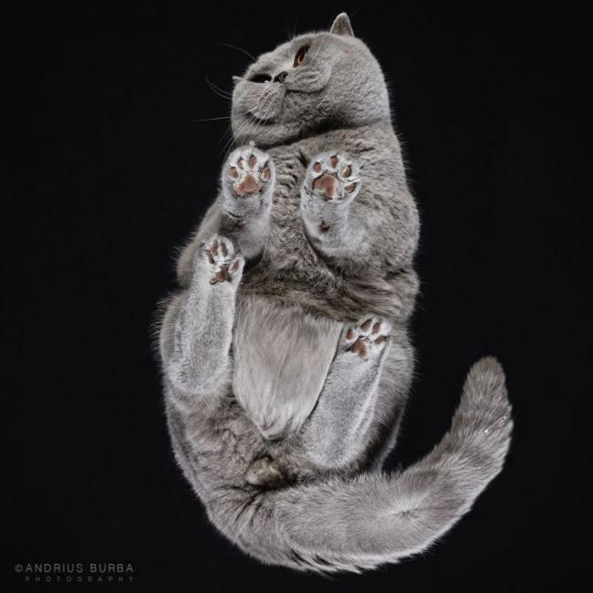 Под котами. Фотограф снимает животных в необычном ракурсе (ФОТО)