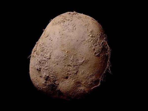 Знаменитый фотограф продал снимок обычного картофеля за миллион долларов (ФОТО)