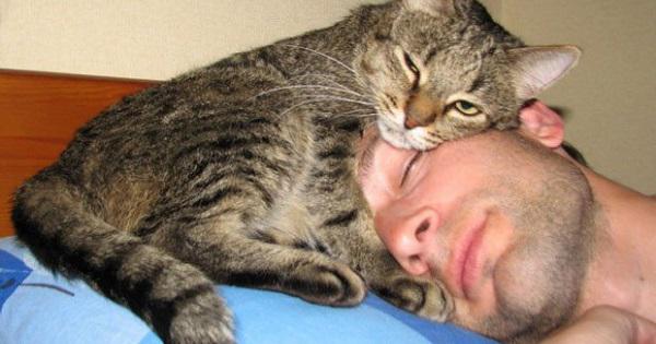 Вот почему коты так любят спать на хозяевах! (ФОТО)