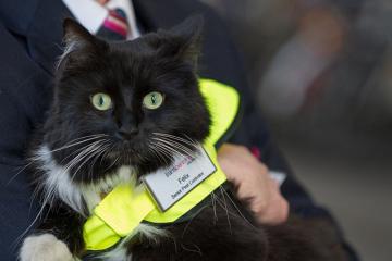 В Великобритании кошка по кличке Феликс назначена старшим контролером вокзала (ВИДЕО)