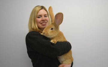 Кролик-гигант ищет новый дом в Шотландии