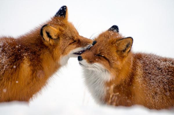 10 животных, у которых можно поучиться любви и верности (ФОТО)