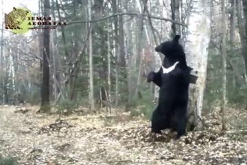 Ролик с танцующим медведем стал хитом интернета (ВИДЕО)