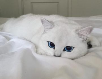 Знакомьтесь, кот с самыми красивыми в мире глазами (ФОТО)