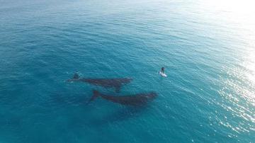 В сердце моря. Величественная красота китов (ФОТО)