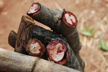 Дикий тик – удивительное «кровавое» дерево (ФОТО)