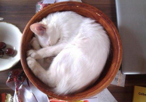 Самые неожиданные места, в которых отдыхают коты (ФОТО)