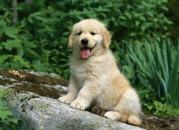 Счастливый щенок с брекетами покорил интернет своей улыбкой (ФОТО)