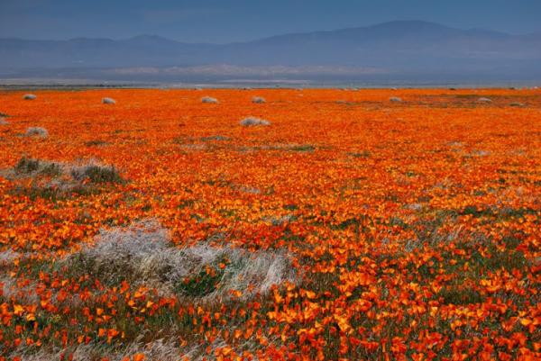 Там, где цветут маки. Оранжевая долина Антилоп в пустыне Мохаве (ФОТО)