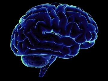 Ученые обнаружили нестареющую часть мозга