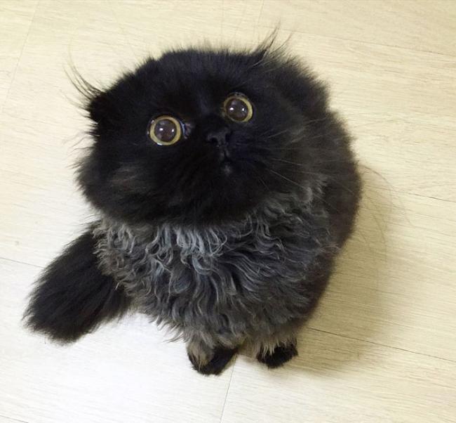 Гимо – кот с огромными гипнотическими глазами (ФОТО)