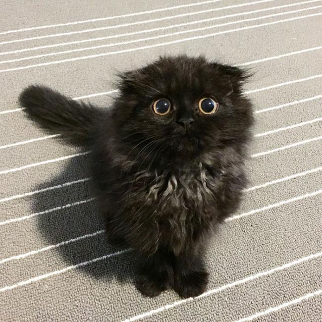 Гимо – кот с огромными гипнотическими глазами (ФОТО)