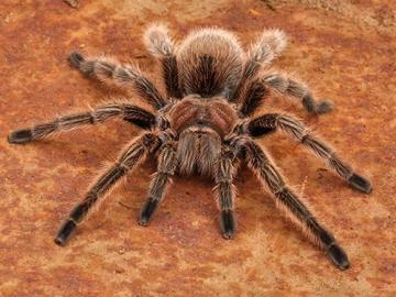 Яд опасного паука можно использовать в качестве болеутоляющего – исследование