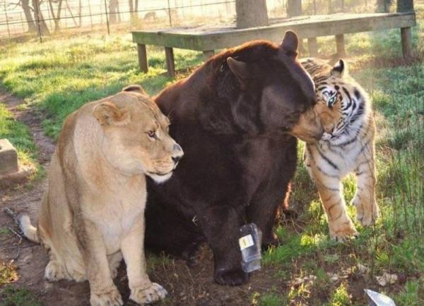 Удивительный союз. Медведь, лев и тигр отметили 15-летие дружбы (ФОТО) 