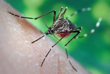 Ученые обнаружили новый вид комаров-переносчиков вируса Зика