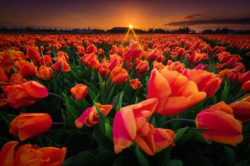 Путешествие в Европу: сказочные красоты Страны тюльпанов (ФОТО)