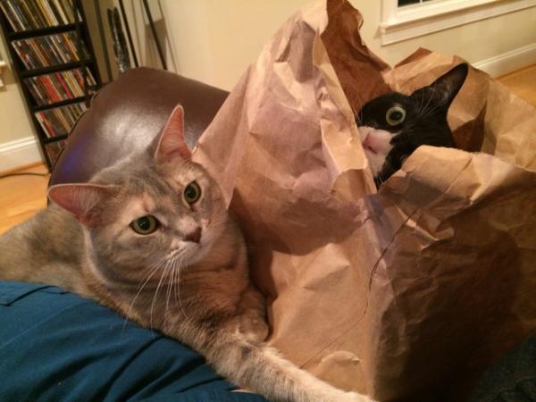 Райское наслаждение! Коты, открывшие для себя «мир пакетов» (ФОТО)