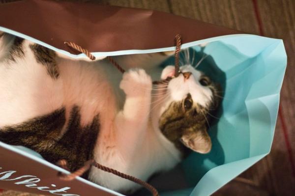 Райское наслаждение! Коты, открывшие для себя «мир пакетов» (ФОТО) Райское наслаждение! Коты, открывшие для себя «мир пакетов» (ФОТО)