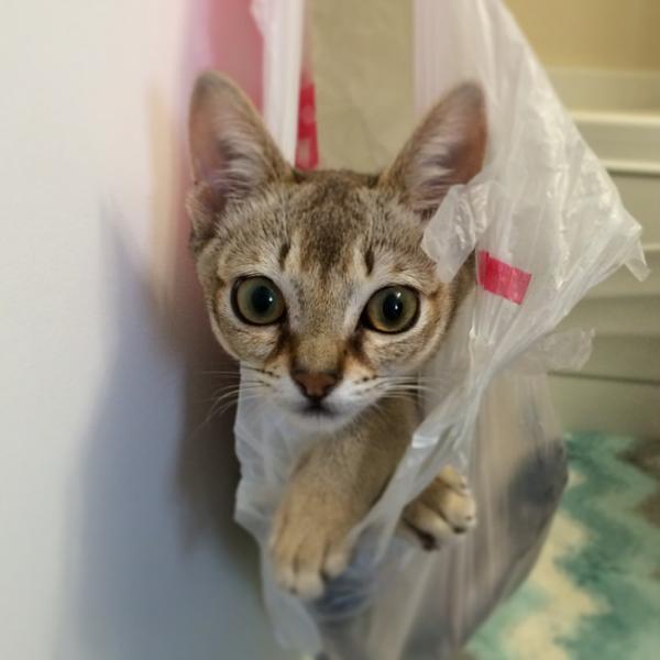 Райское наслаждение! Коты, открывшие для себя «мир пакетов» (ФОТО) Райское наслаждение! Коты, открывшие для себя «мир пакетов» (ФОТО)