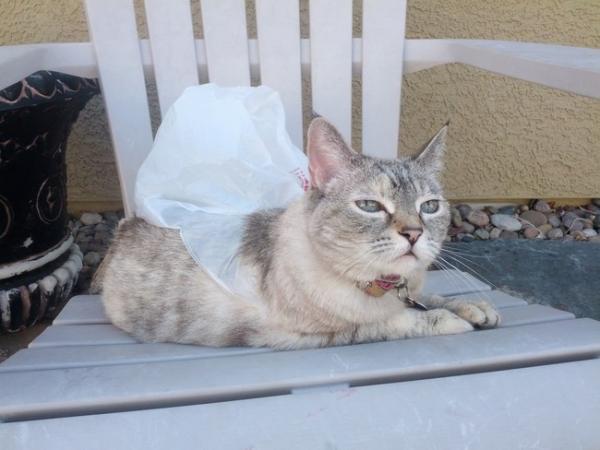 Райское наслаждение! Коты, открывшие для себя «мир пакетов» (ФОТО) Райское наслаждение! Коты, открывшие для себя «мир пакетов» (ФОТО)