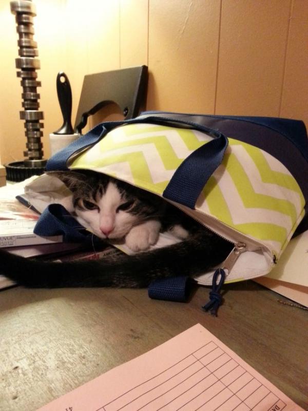 Райское наслаждение! Коты, открывшие для себя «мир пакетов» (ФОТО) Райское наслаждение! Коты, открывшие для себя «мир пакетов» (ФОТО)