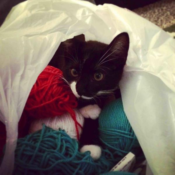 Райское наслаждение! Коты, открывшие для себя «мир пакетов» (ФОТО) Райское наслаждение! Коты, открывшие для себя «мир пакетов» (ФОТО)